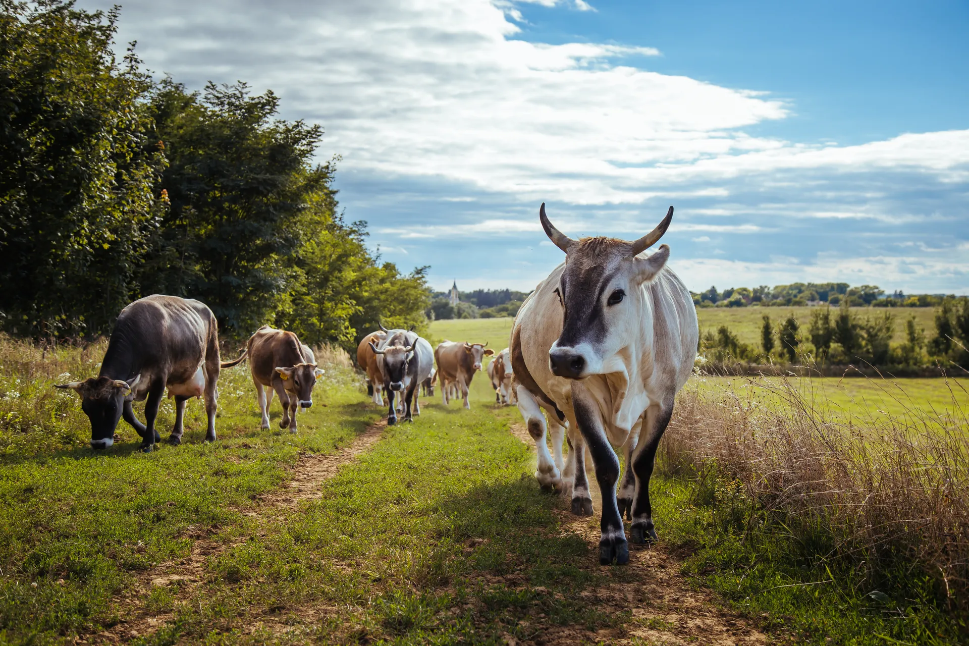 Sacred cows at Nava Vraja Dhāma