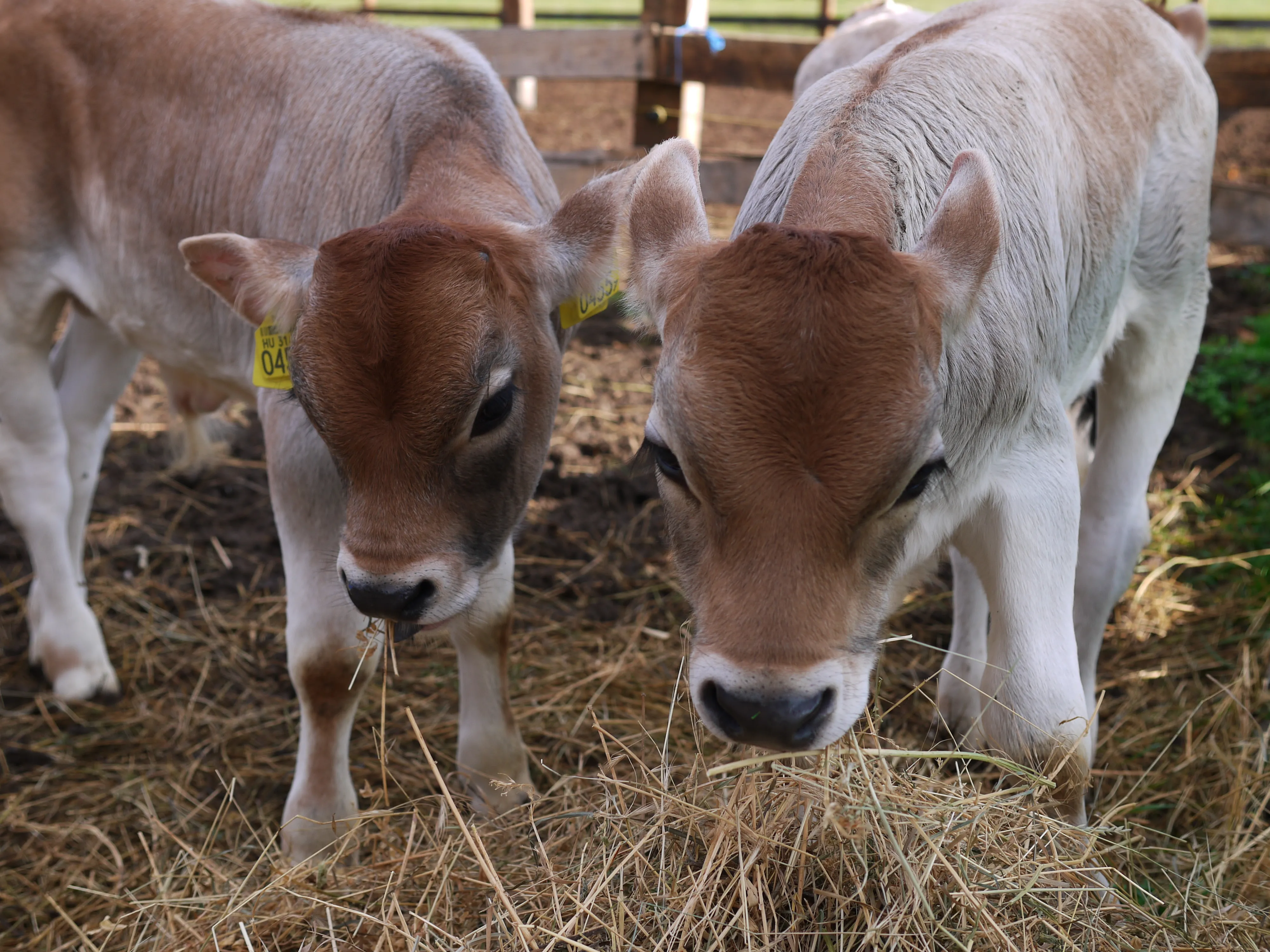 Cows in the Nava Vraja Dhāma goshala