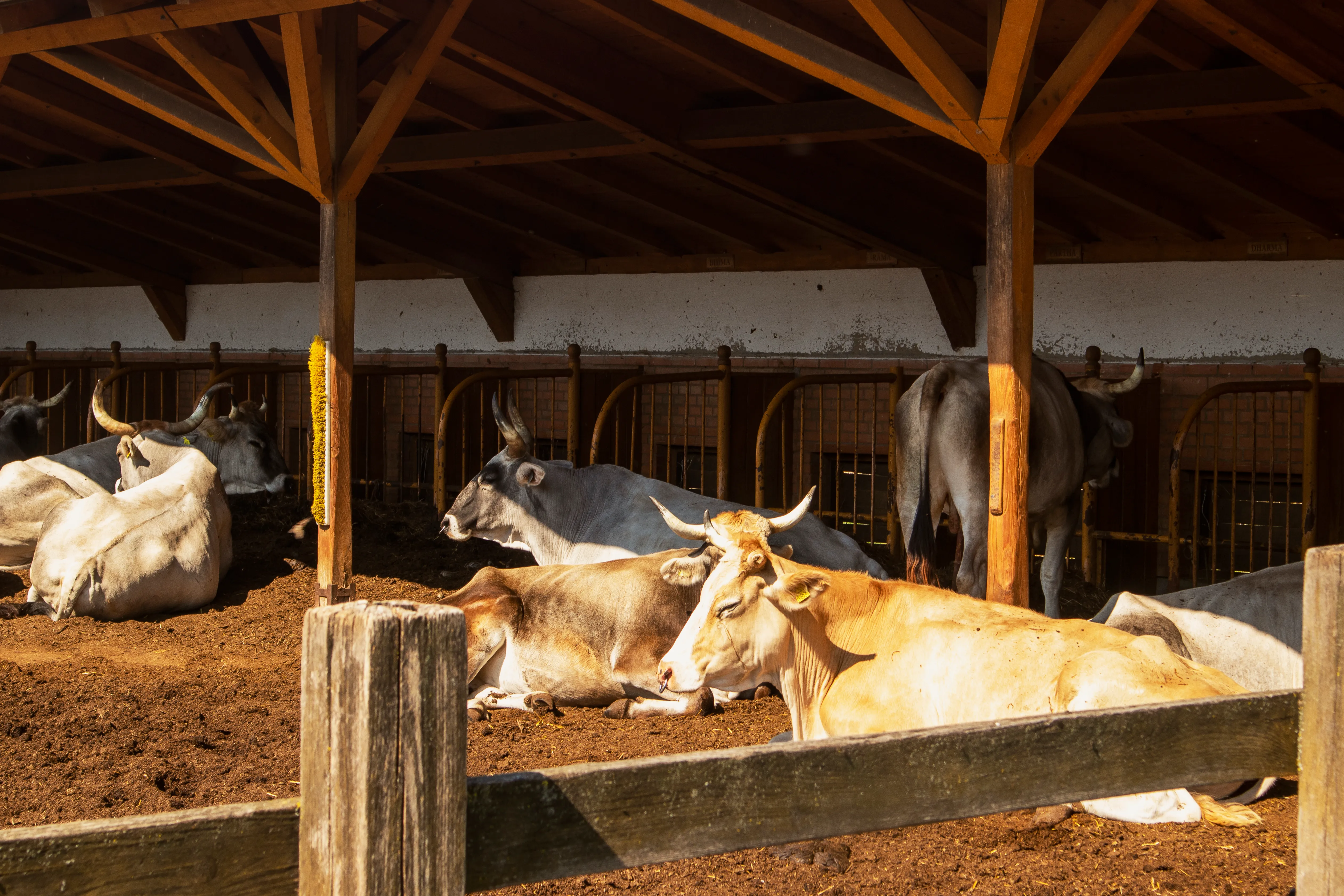 Cows and oxen at the Nava Vraja Dhāma goshala